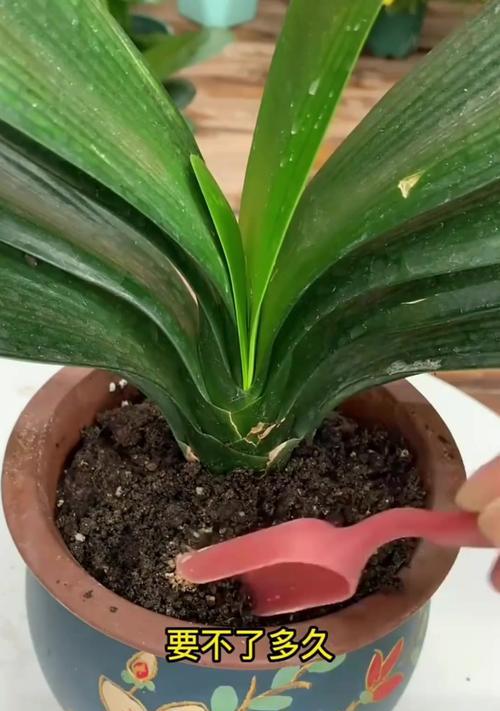 君子兰种植后多久生根发芽?怎样促进快速生长?