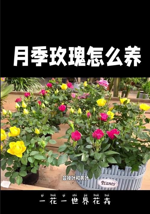 玫瑰花的正确养护方法是什么？