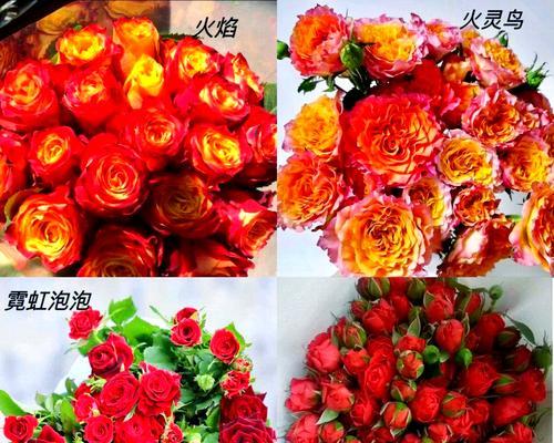 玫瑰花的正确养护方法是什么？