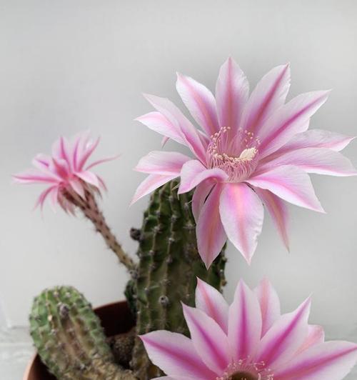 粉色大仙人掌花的养护技巧有哪些？