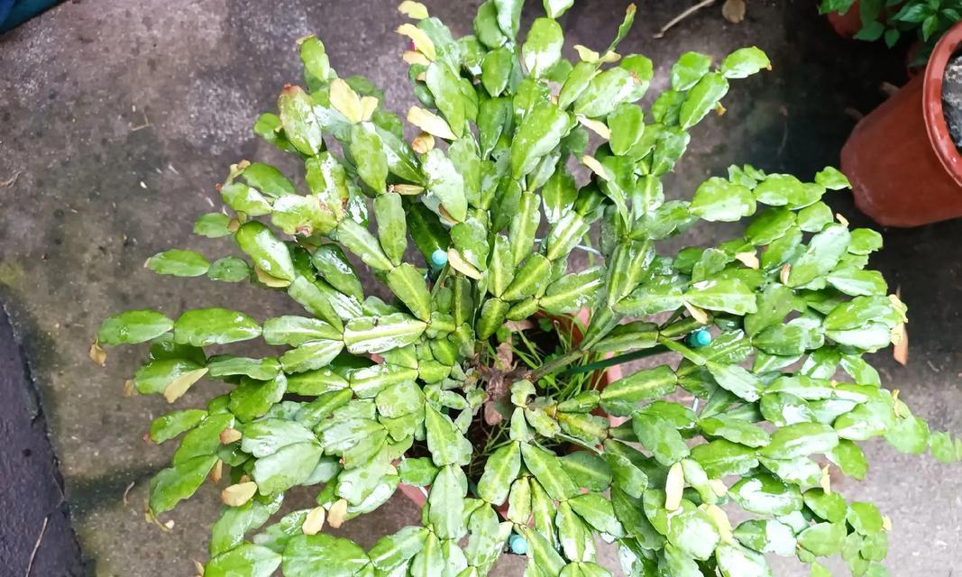 小刺仙人掌的养护和管理方法是什么？