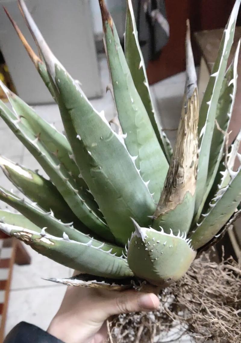 龙舌兰是仙人掌吗？正确的养护方法是什么？