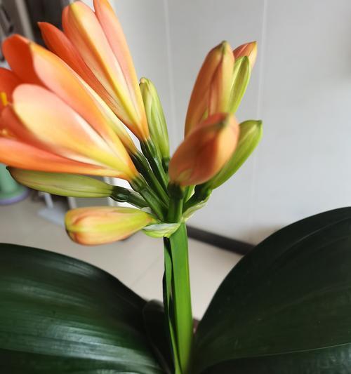 君子兰使用土和石头子种植的方法是什么？如何配置合适的土壤？