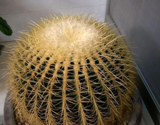 金虎仙人球的最佳浇水时间是什么时候？