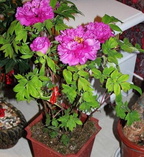 牡丹花巨方的养护与管理方法是什么？