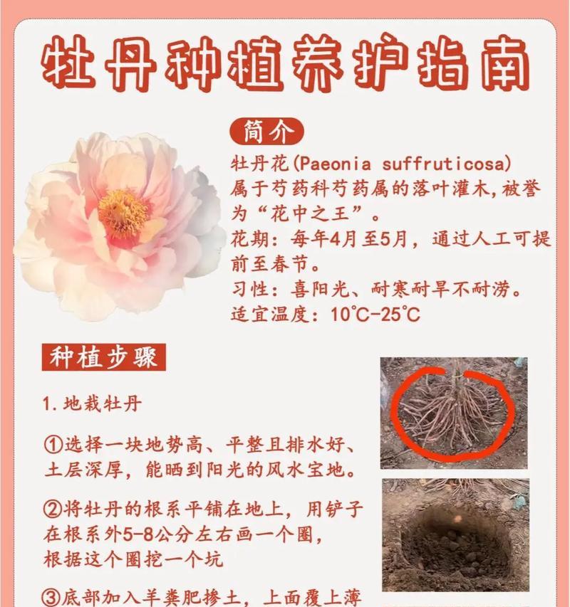 牡丹花巨方的养护与管理方法是什么？