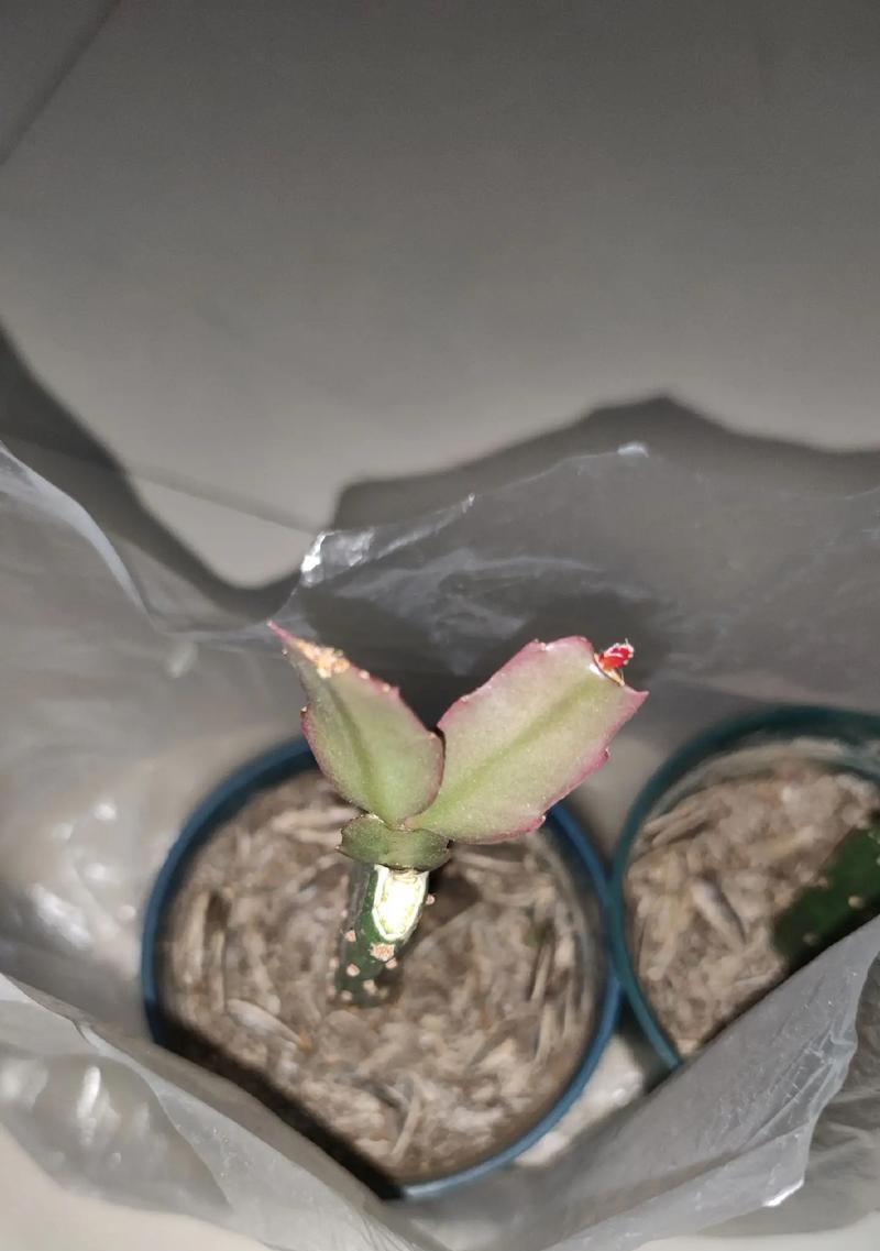 蟹爪兰如何嫁接薄的仙人掌？嫁接后的养护要点是什么？