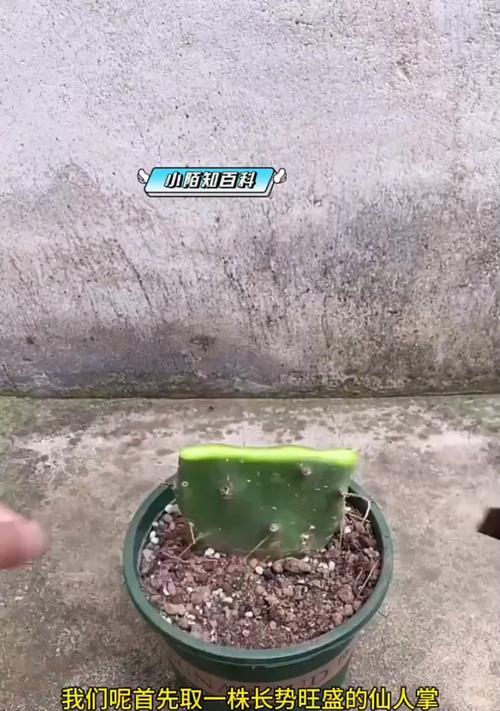 蟹爪兰如何嫁接薄的仙人掌？嫁接后的养护要点是什么？