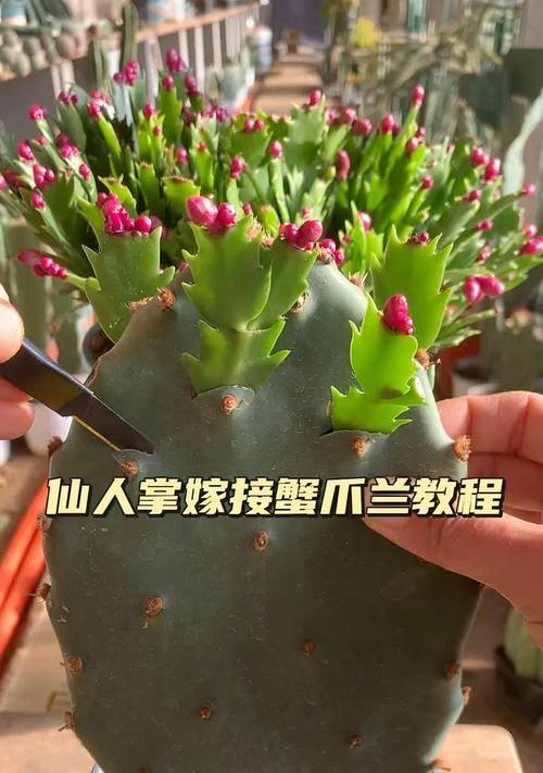 蟹爪兰如何嫁接薄的仙人掌？嫁接后的养护要点是什么？