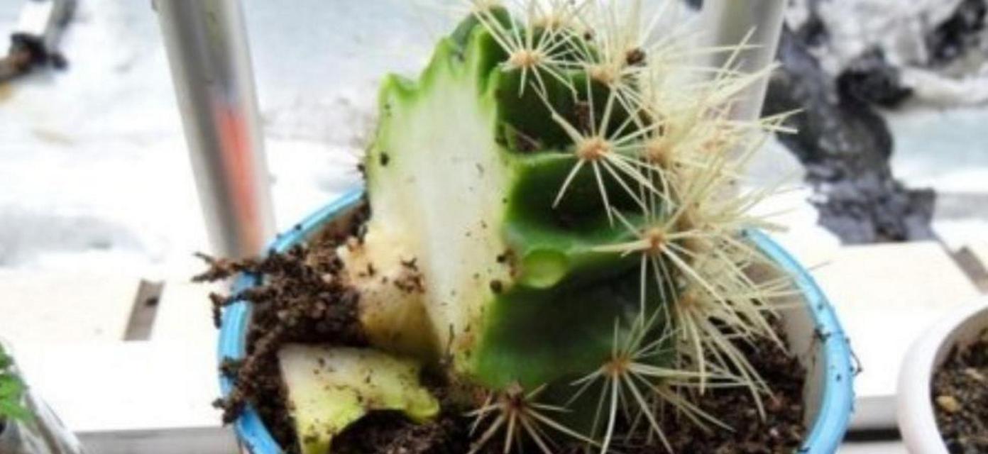 仙人球烂根后何时重新种植？哪个季节最适合？