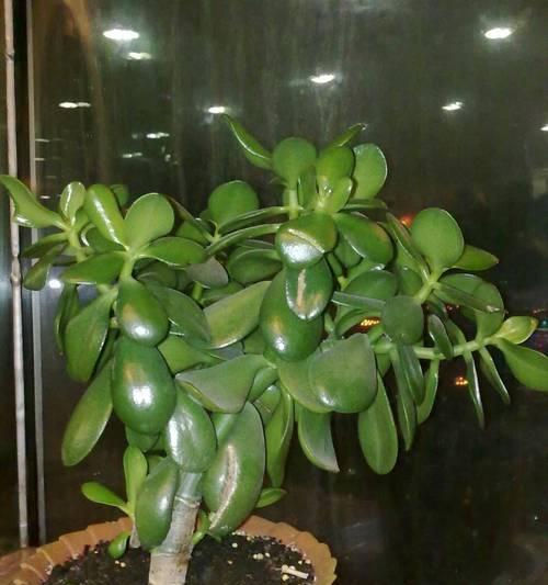 仙人球烂根后何时重新种植？哪个季节最适合？