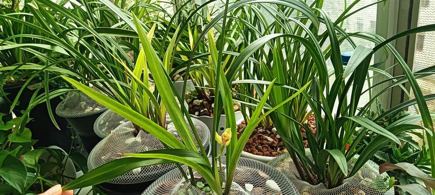 四季兰君子兰多久才能开花？