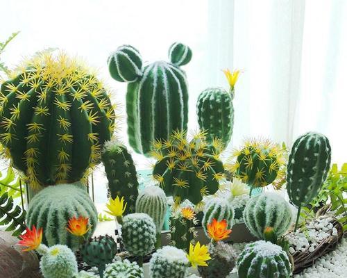 仙人球花插花的养护方法是什么？如何保证其新鲜度？