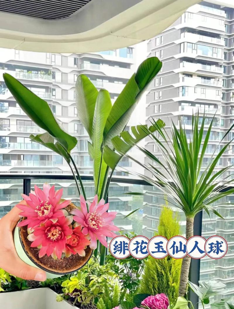 仙人球花插花的养护方法是什么？如何保证其新鲜度？