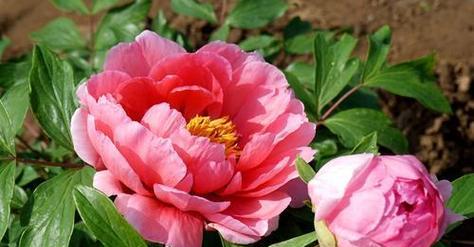 牡丹花不带根能开花吗？其开花的条件和原因是什么？