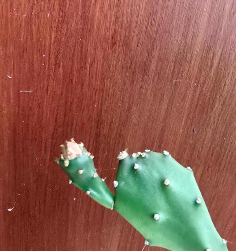 凤凰仙人掌会开花吗？如何正确养护？
