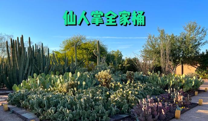凤凰仙人掌会开花吗？如何正确养护？