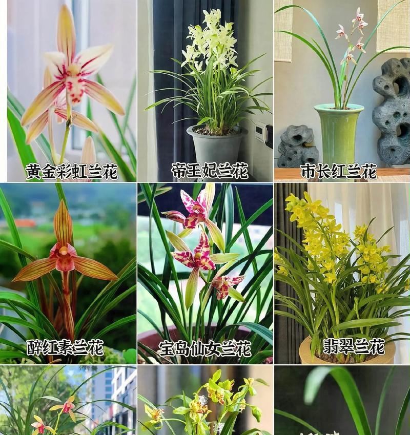 金龙兰花的兰科分类是什么？