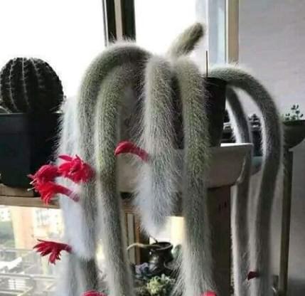 仙人掌盆栽花瓶养护需要注意什么？如何管理才能长得更好？