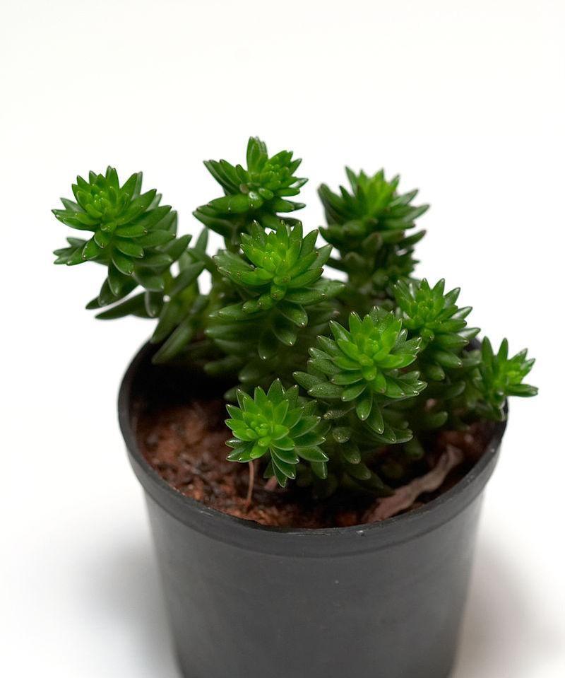 仙人掌盆栽花瓶养护需要注意什么？如何管理才能长得更好？