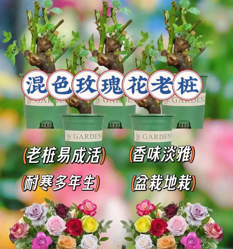 如何形容花卉公园中繁多的玫瑰花？