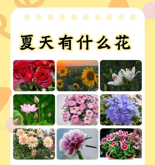 如何形容花卉公园中繁多的玫瑰花？