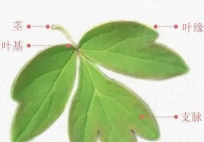 牡丹花修剪叶子的原因是什么？