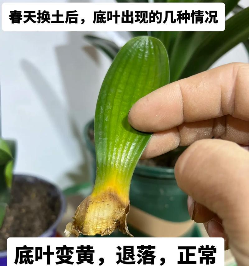 君子兰开花夹件了应该怎么办？如何预防和处理？
