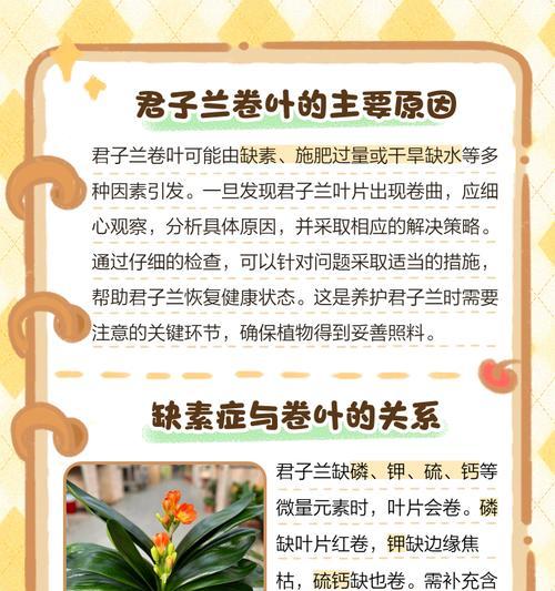 君子兰两个小叶子干枯的原因及解决办法是什么？