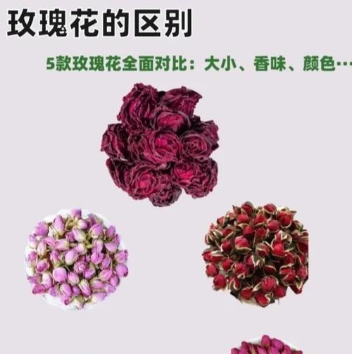 有哪些玫瑰花品种几乎不需要打理？