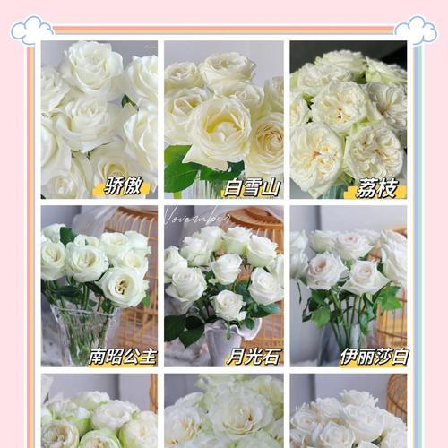 有哪些玫瑰花品种几乎不需要打理？