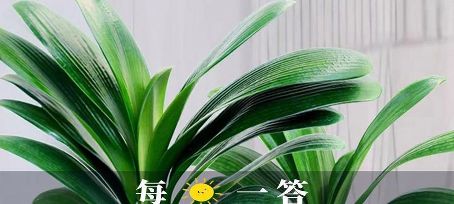 新买的君子兰如何正确养护？