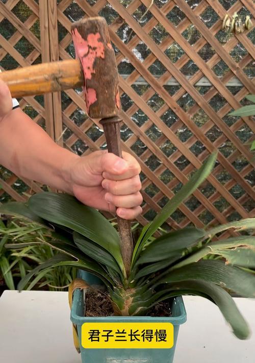 胜利君子兰有毛边吗怎么养？君子兰苗绿植多久开花啊？
