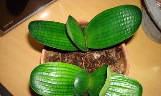 胜利君子兰有毛边吗怎么养？君子兰苗绿植多久开花啊？