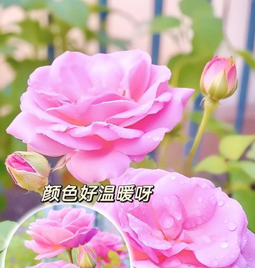 小束玫瑰花的养护技巧有哪些？