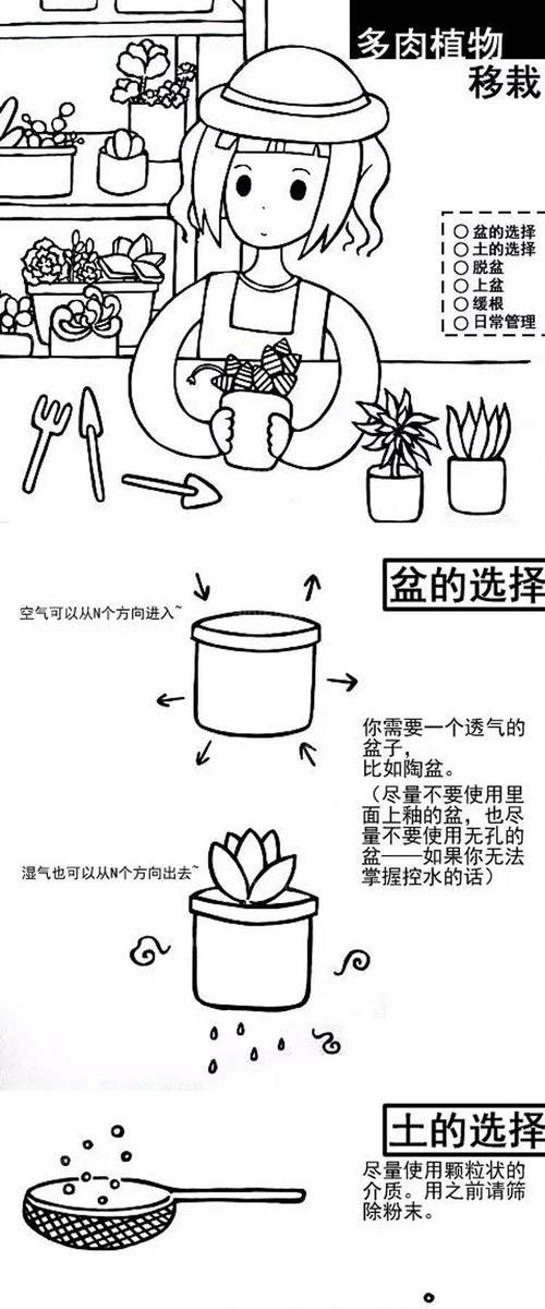 白色仙人球盆栽的养护难度如何？正确的养护方法是什么？