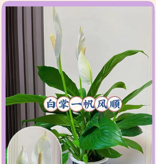 白色仙人球盆栽的养护难度如何？正确的养护方法是什么？