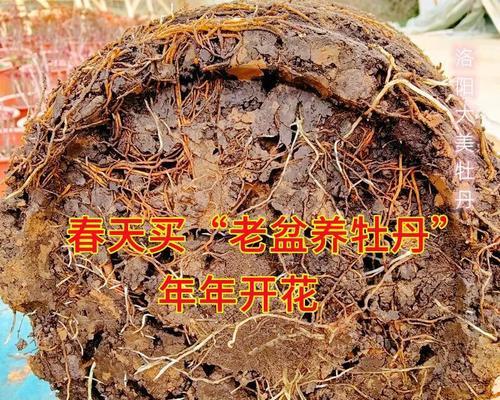 洛阳牡丹花为何不开花？
