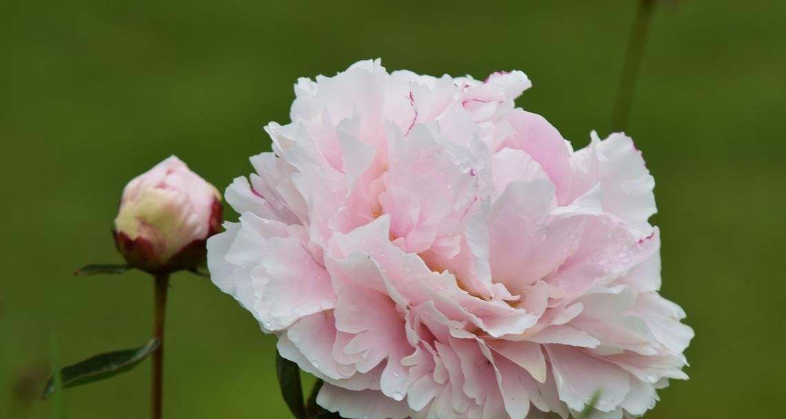 洛阳牡丹花为何不开花？