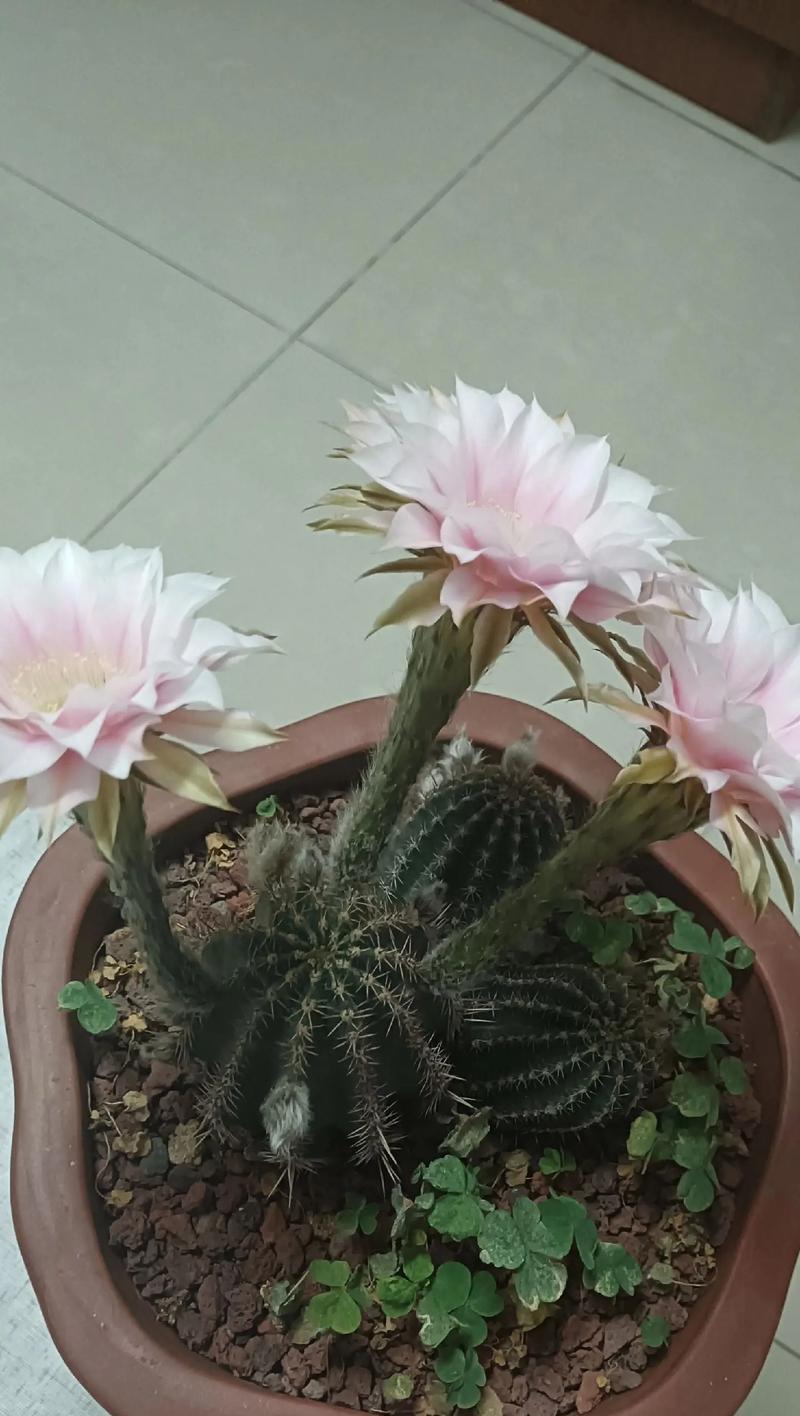 如何种植仙人球使其既健康又美观？