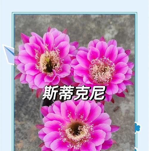 仙人球为何不宜浇水到植物上？正确的浇水方法是什么？