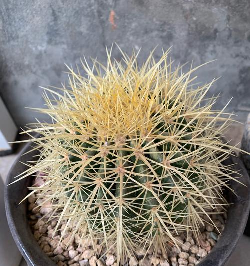 仙人球为何不宜浇水到植物上？正确的浇水方法是什么？
