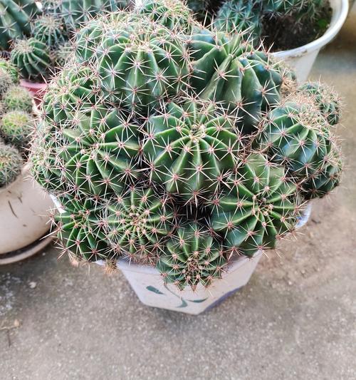 仙人球为何不宜浇水到植物上？正确的浇水方法是什么？