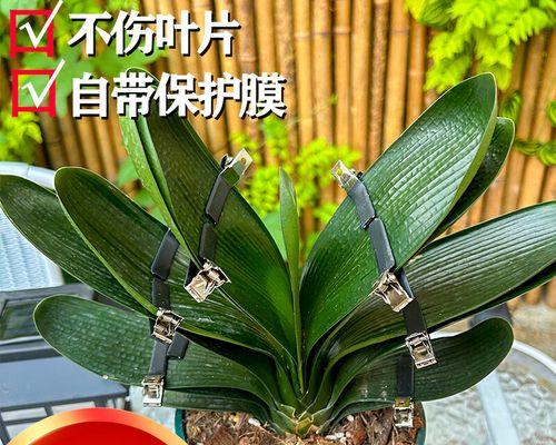 君子兰夹叶片定型后多久能开花？