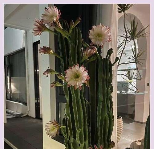 哪种仙人球品种最适合风水摆放？