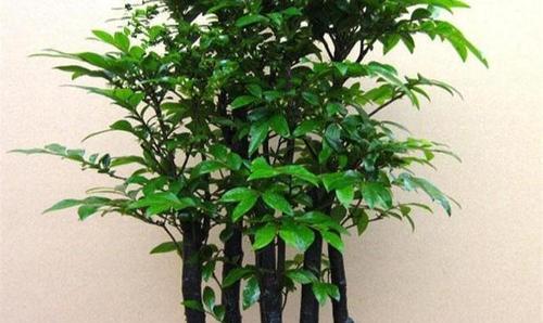 美植袋养君子兰可行吗？如何正确养护？