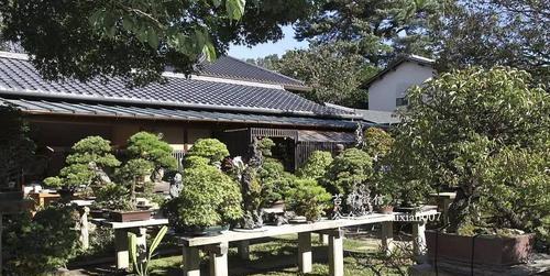 美植袋养君子兰可行吗？如何正确养护？