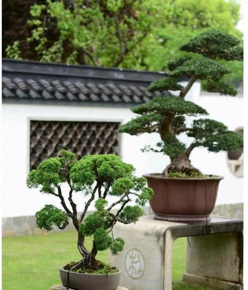 美植袋养君子兰可行吗？如何正确养护？