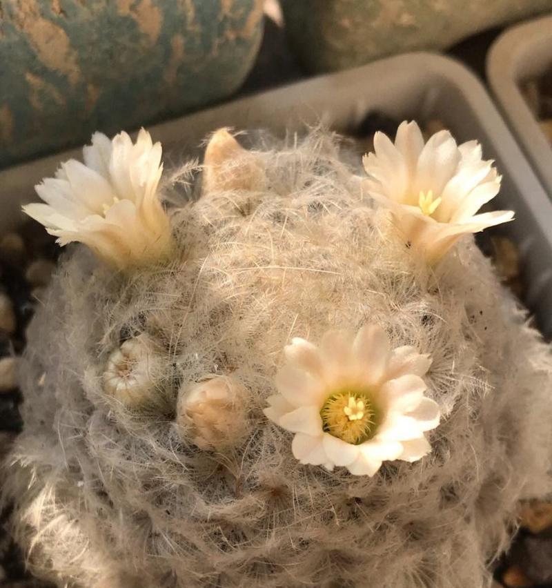 高颗粒土适合种植仙人球吗？种植仙人球的正确步骤是什么？
