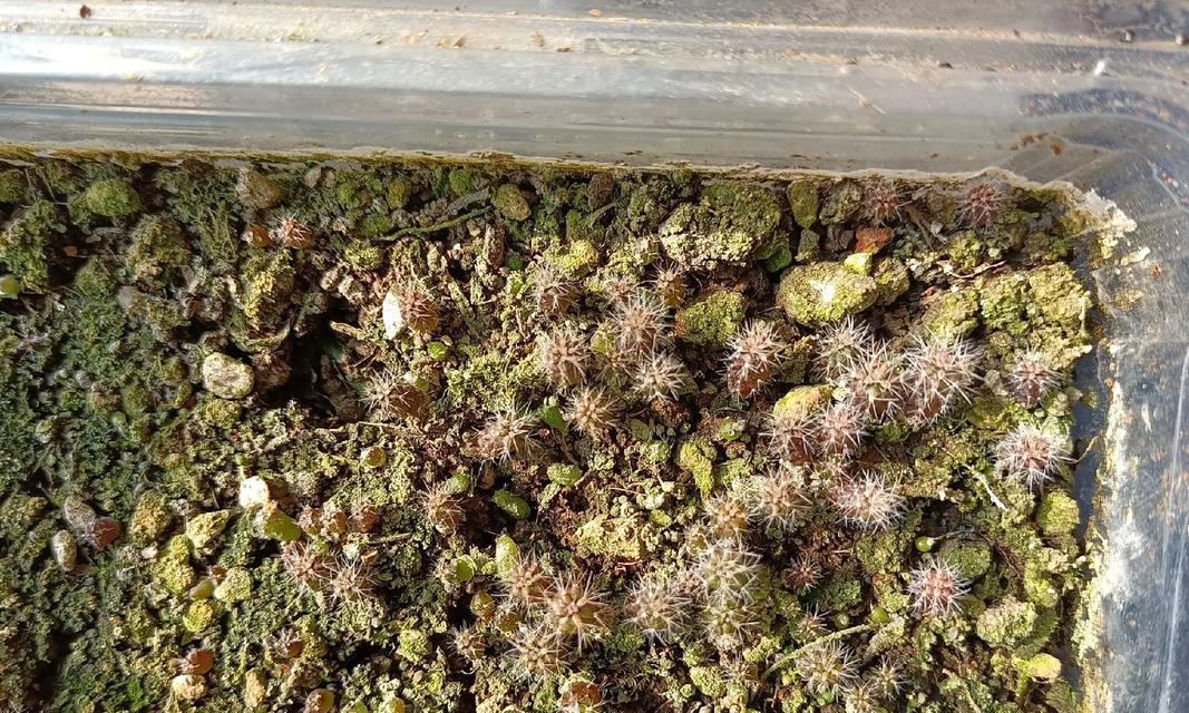 高颗粒土适合种植仙人球吗？种植仙人球的正确步骤是什么？